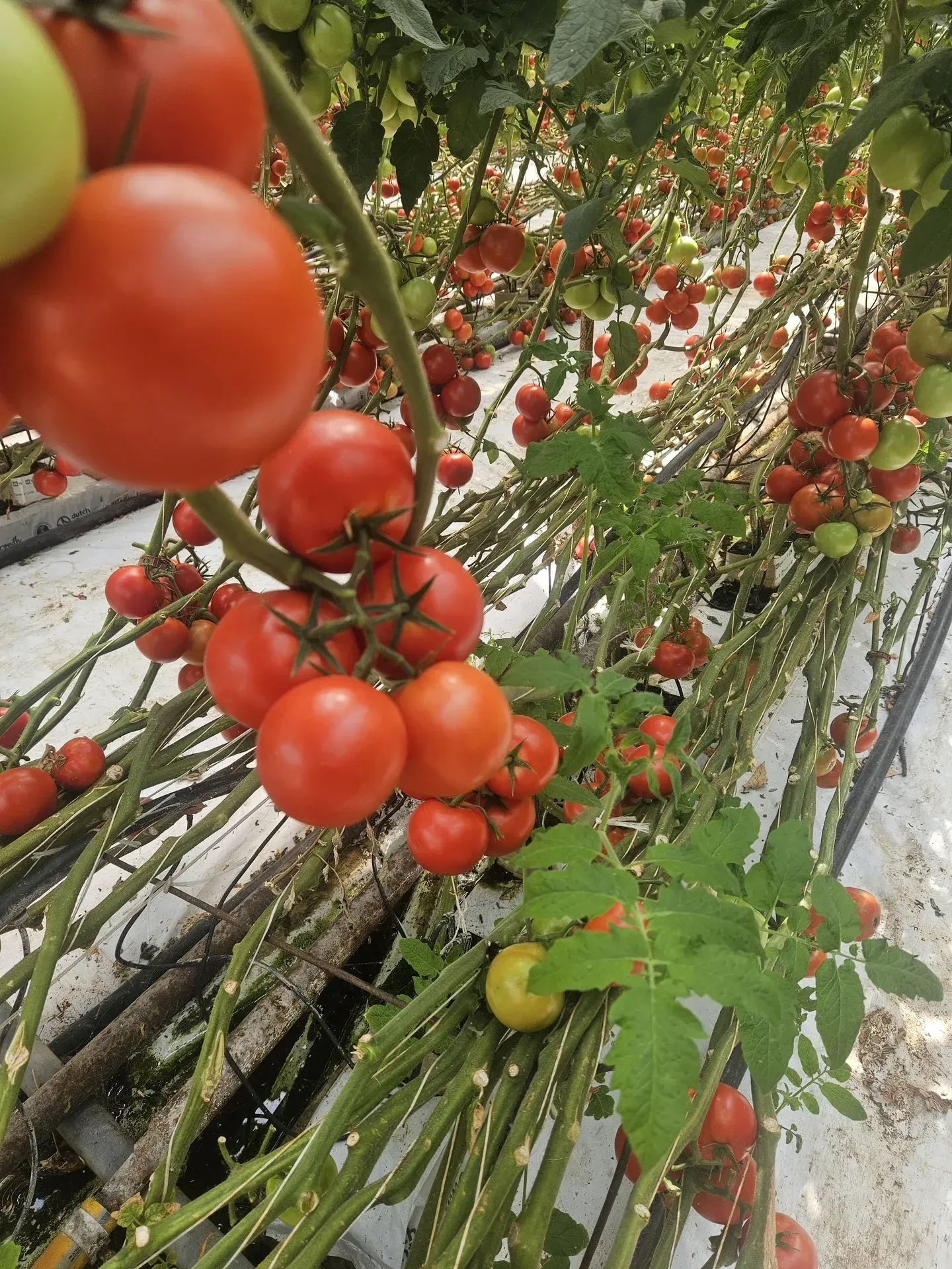 Hogyan hasznosítható a geotermikus hő ipari és agrár környezetben?